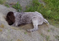 /album/fotogalerie-bettyna/certoviny-029-jpg/